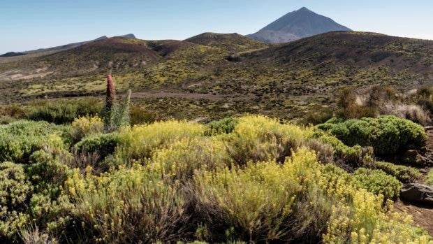 Tenerife, cien por cien vida