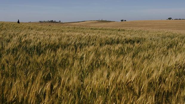 En el campo andaluz, las tierras de secano cotizan a la mitad que las de regadío