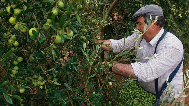 Un trabajador recoge aceitunas en una finca de Bollullos de la Mitación