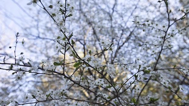 Están buscando nuevas tierras para plantar almendros