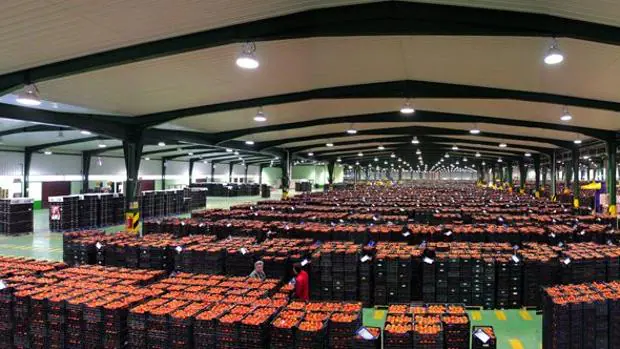 La exportación de tomate en los tres primeros meses del año cayó un 3%, hasta las 403.338 toneladas