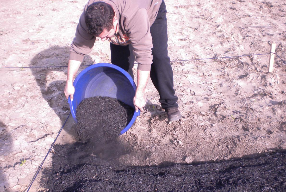 Pruebas del uso del biocarbón en campo