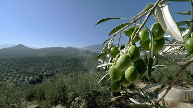 La agricultura es uno de los sectores que más ha tirado del PIB andaluz en el segundo trimestre