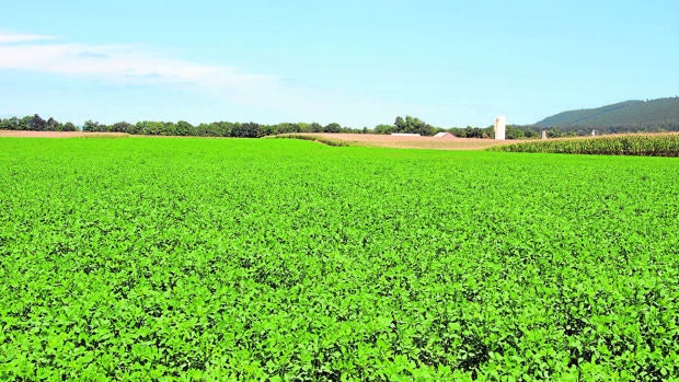 Imagen de una plantación de alfalfa