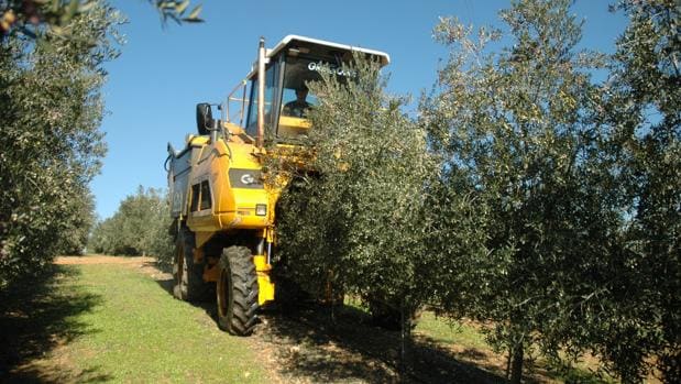 Plantación de olivar en seto