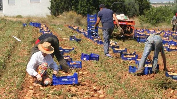 La plaga «fantasma» que pone en cuarentena a la patata