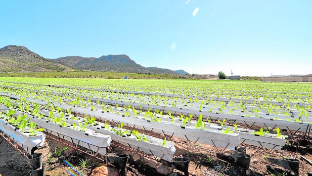 El cultivo hidropónico se hace sobre disoluciones minerales en vez de en suelo agrícola