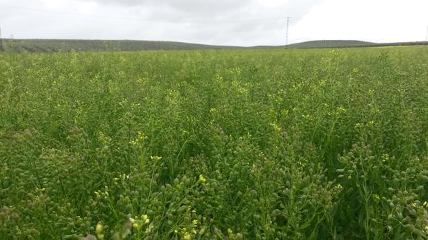 El cultivo de la camelina está creciendo poco a poco en Andalucía