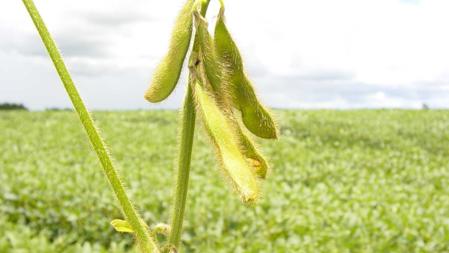 Planta de soja