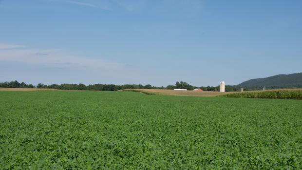 La alfalfa es un cultivo muy extendido en el Bajo Guadalquivir