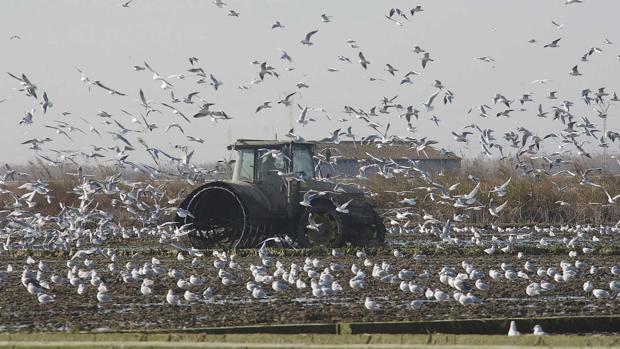 Las siembras de arroz ya han concluido en la provincia de Sevilla