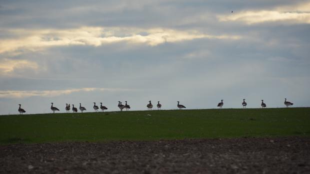 Las «desventajas» de ser agricultor en hábitats de aves esteparias