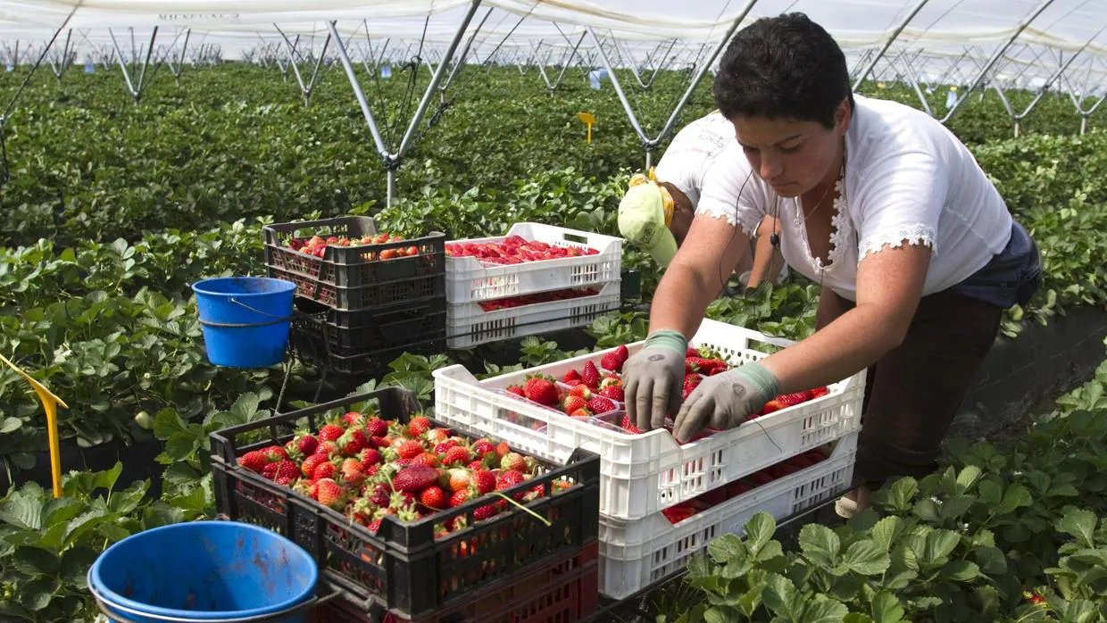 Trabajadores en un campo de fresas de Palos de la Frontera