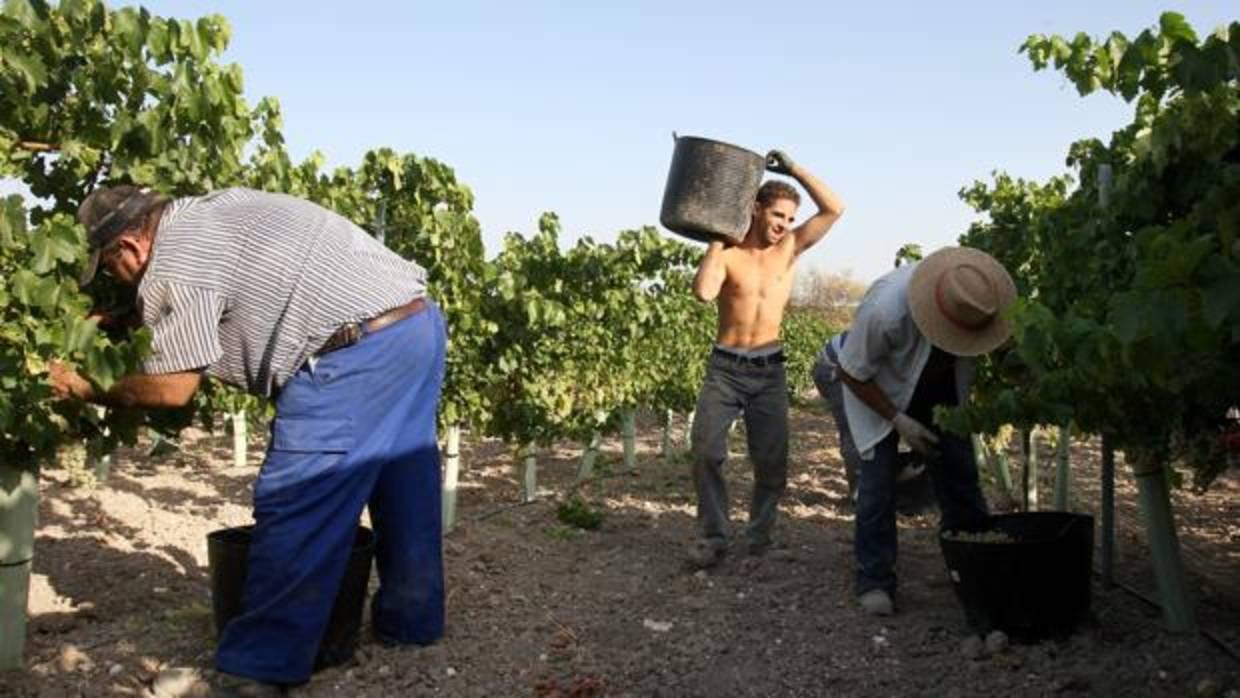 Trabajadores eventuales en la campaña agrícola de la vendimia