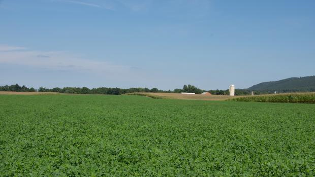 Las tierras declaradas en barbecho seis años serán improductivas