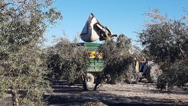 Un delegación de EEUU comprobará en Sevilla el sistema de subvenciones a las aceitunas