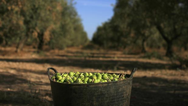 Agricultura inteligente en parcelas de olivar y almendro