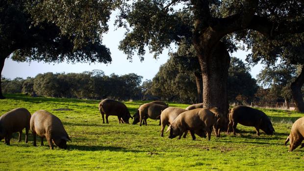 Estabilidad para los cerdos de bellota en la montanera