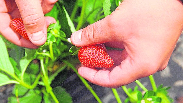 Onubafruit aumentará un 33% la comercialización de fresas