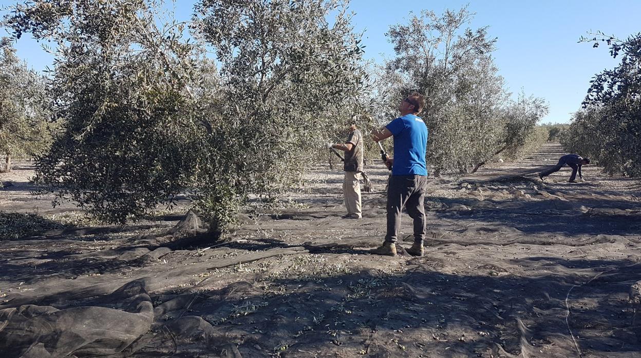 Unas personas trabajan en la recogida de la aceituna en la localidad sevillana de Arahal