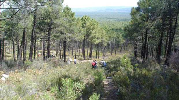 La superficie de cortafuegos queda fuera del pago básico de la PAC