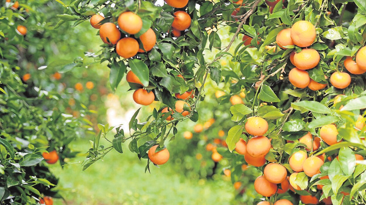 Mandarinos de la variedad Orri