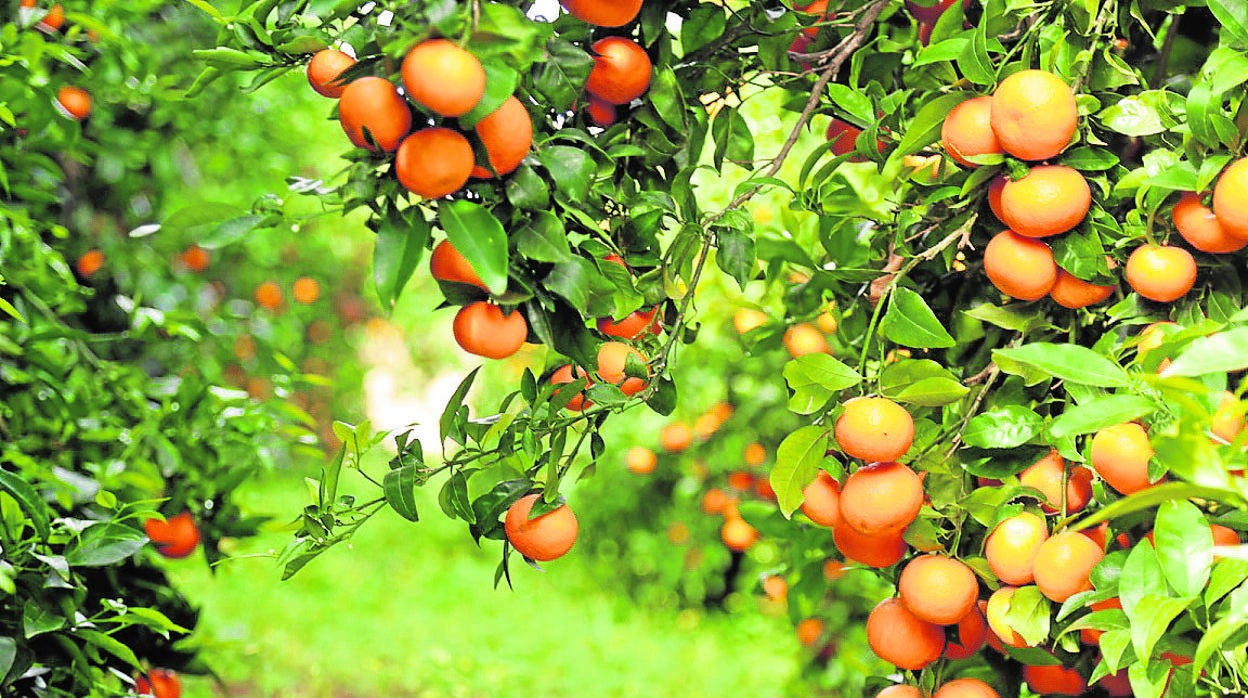 Mandarinos de la variedad Orri