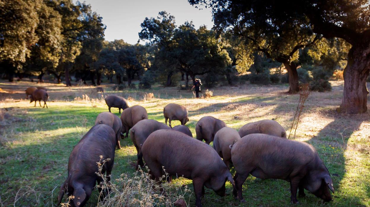 Imagen de un ganado de cerdo ibérico