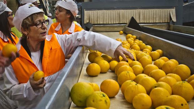 Que la Xylella Fastidiosa y el HLB de los cítricos no vengan en la maleta