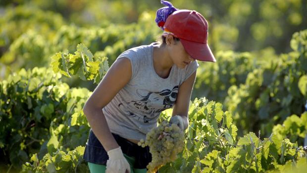 La vendimia en Jerez alcanza ya los 10 millones de kilos de uvas recogidas