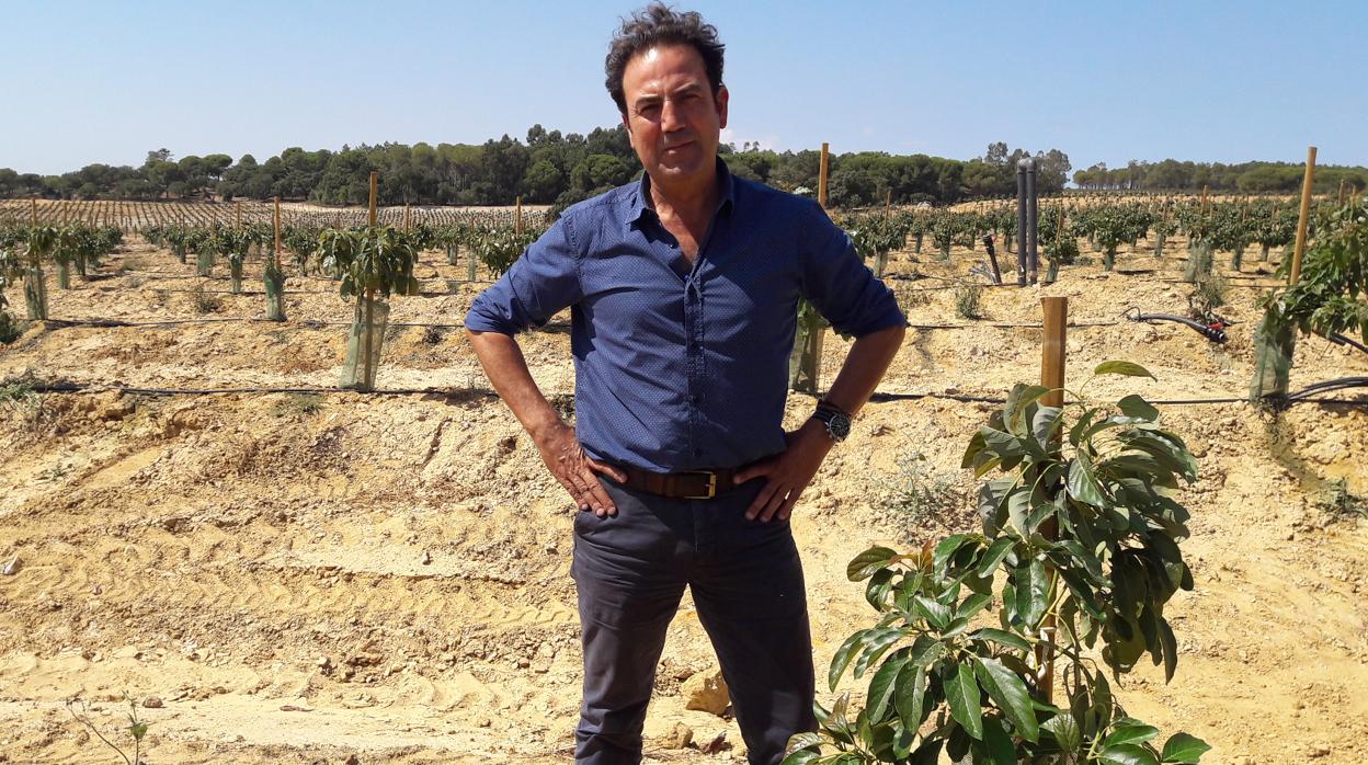 Estanislao Martínez, junto a los primeros aguacateros de la finca El Centenil-California