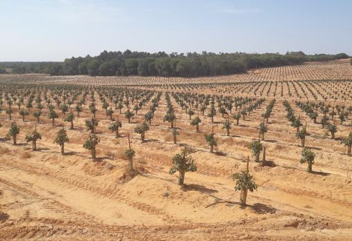 Una apuesta tecnológica para liderar el negocio del aguacate en Europa