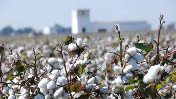 Precios sostenidos y ausencia de plagas rentabilizan el algodón