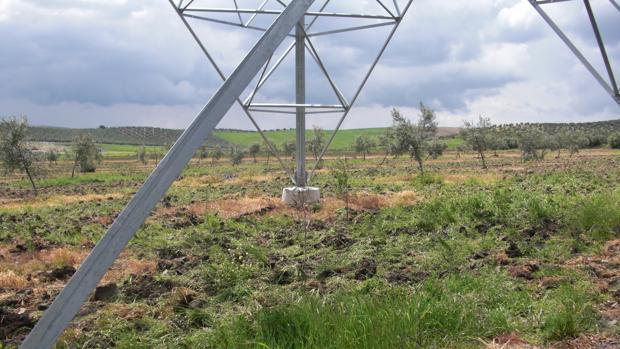 Red Eléctrica: líneas eléctricas que ayudan a la conservación de algunas especies