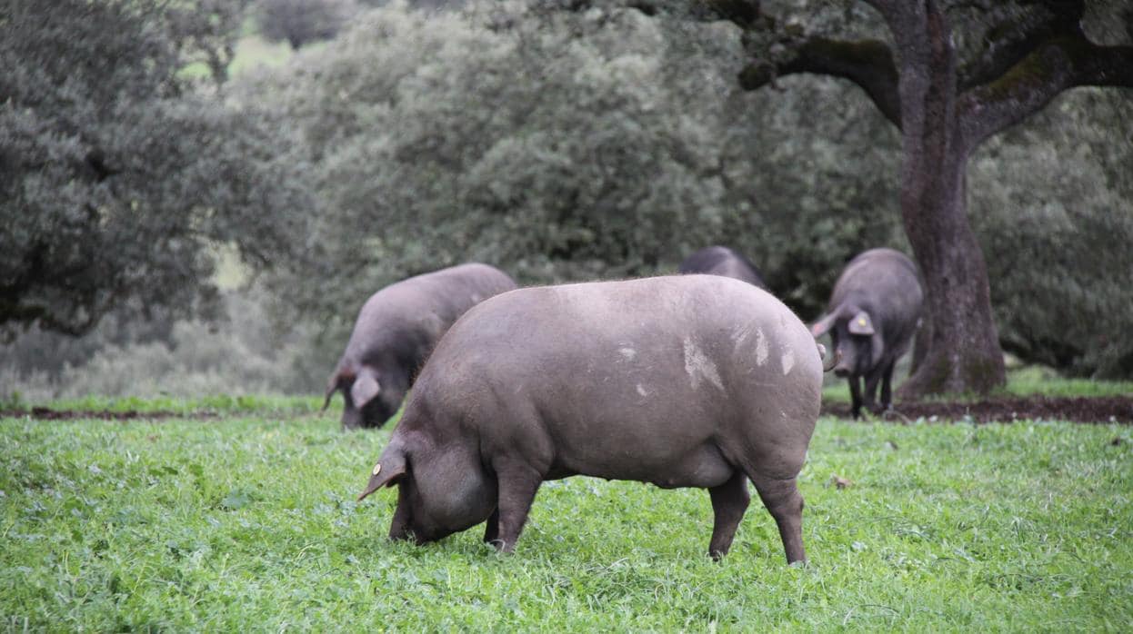 En esta montanera habrá menos cerdos ibéricos en la provincia