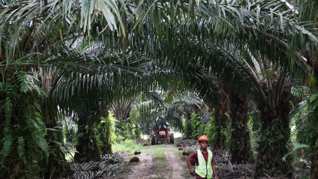 La industria del aceite de palma se rebela contra su mala fama