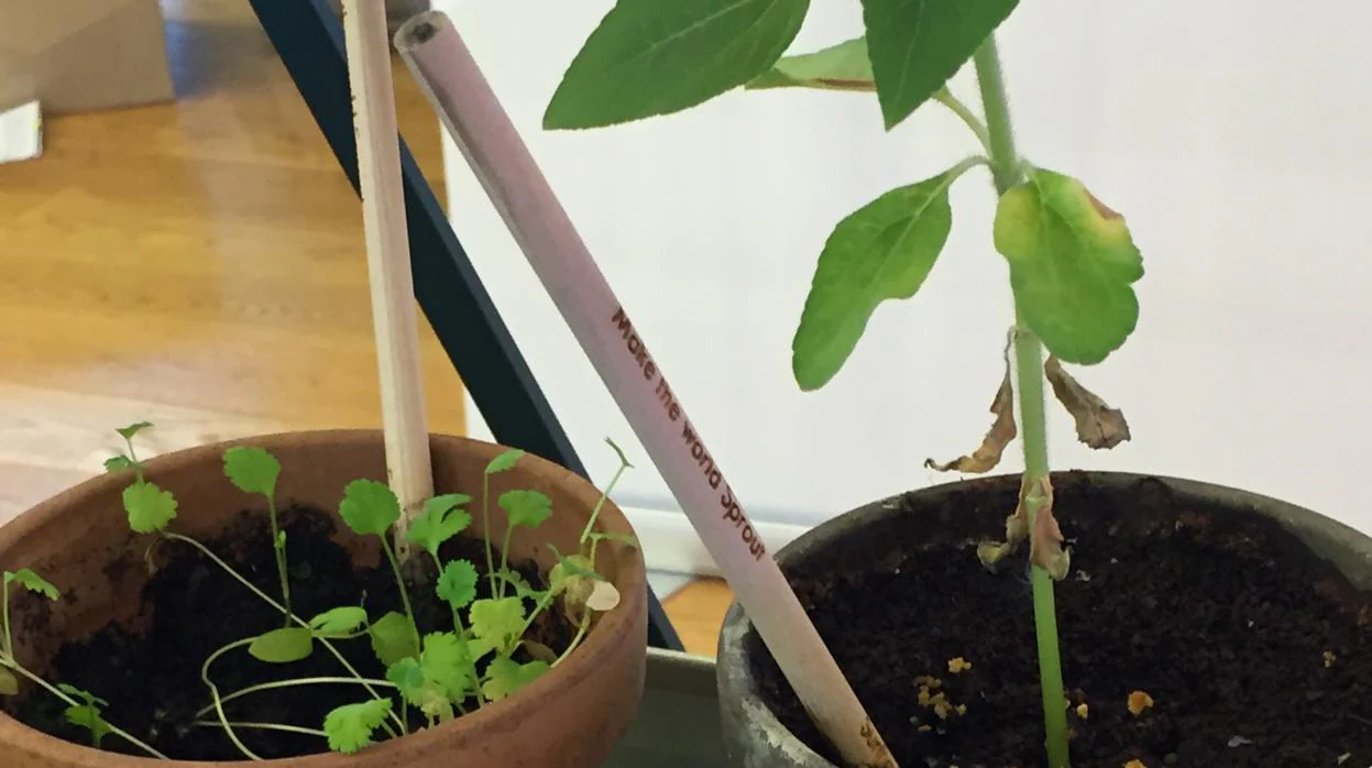 Sprout, el lápiz sostenible