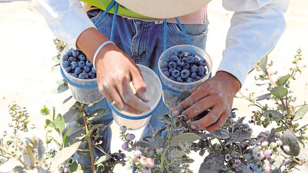 El arándano y la fresa lideran el crecimiento de berries en Huelva