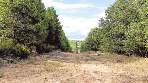 Ayudas forestales: la Comisión Europea no impide realizar las tareas forestales con medios propios