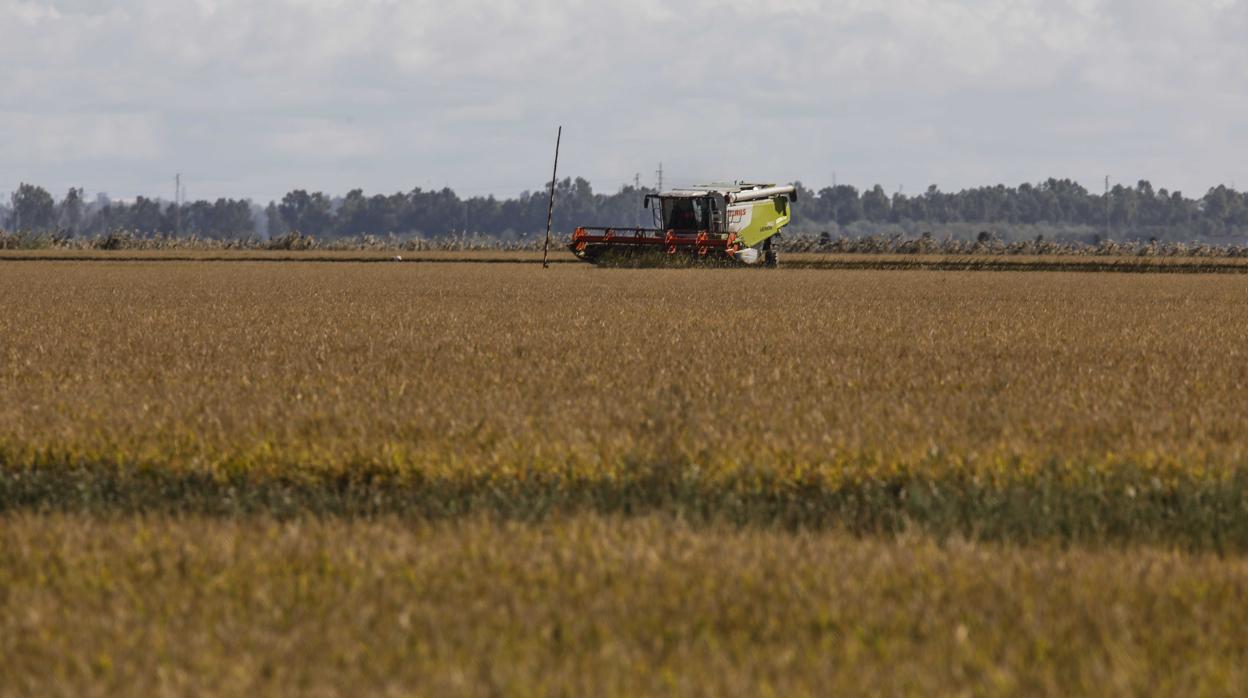 Las importaciones de arroz índica inciden en la reducción del cultivo de esta variedad en la provincia