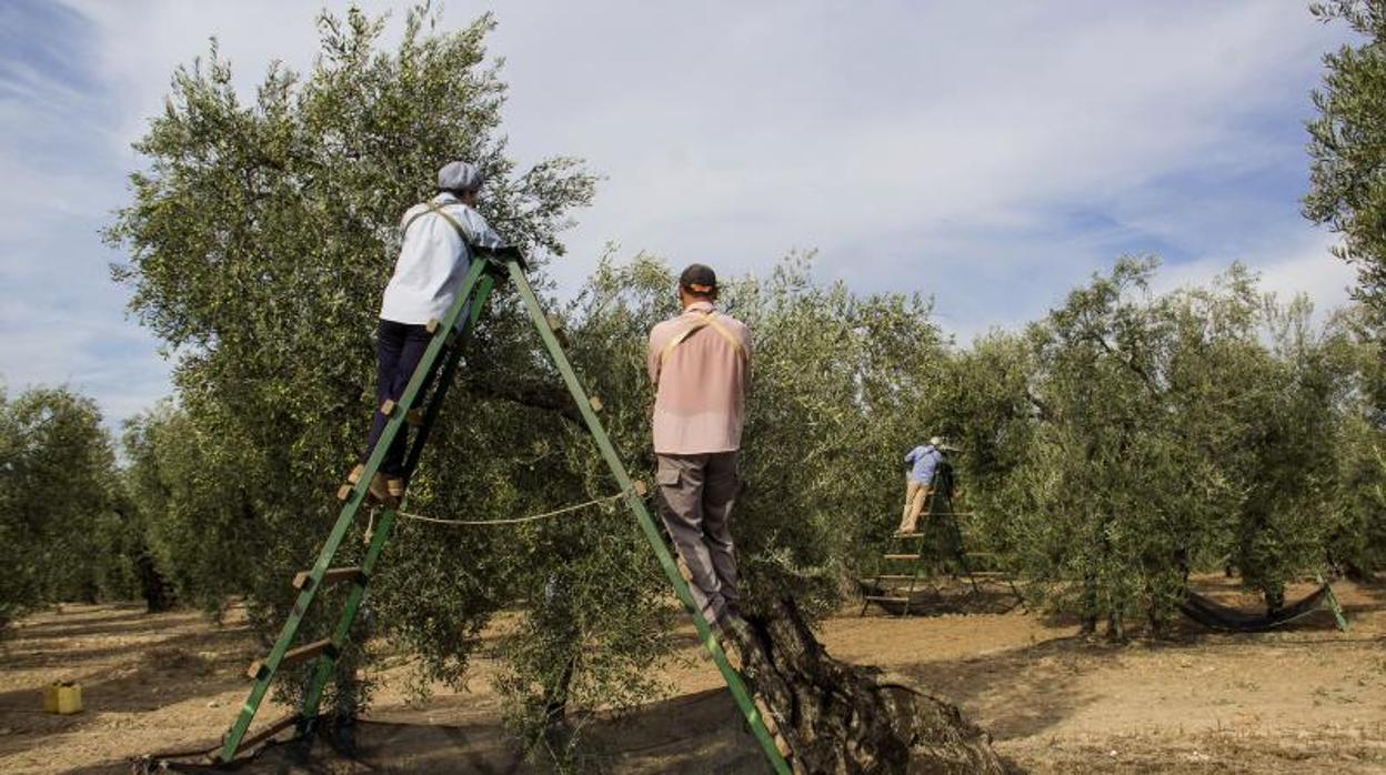 Recogida de la aceituna en una finca de Sevilla