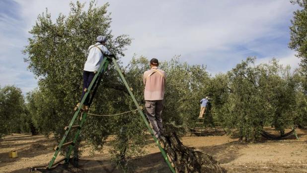 El año 2018 finalizará con muy poco aceite nuevo en los lineales