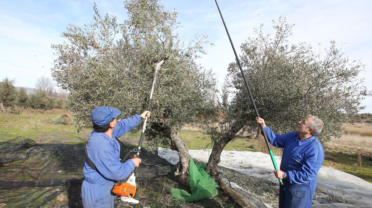 Trabajadores agrarios en la recolección de la aceituna