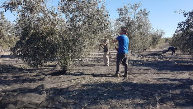 Aceituna de mesa y cereales, los cultivos más castigados en 2018