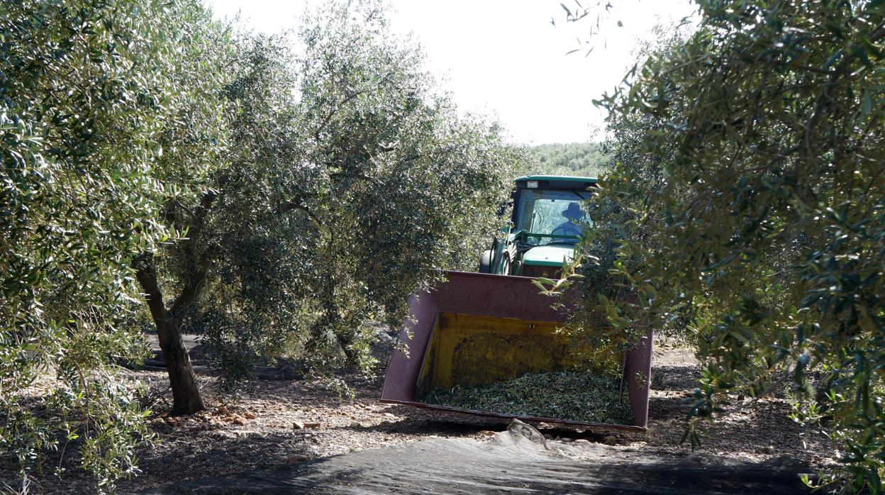 Recogida de la aceituna