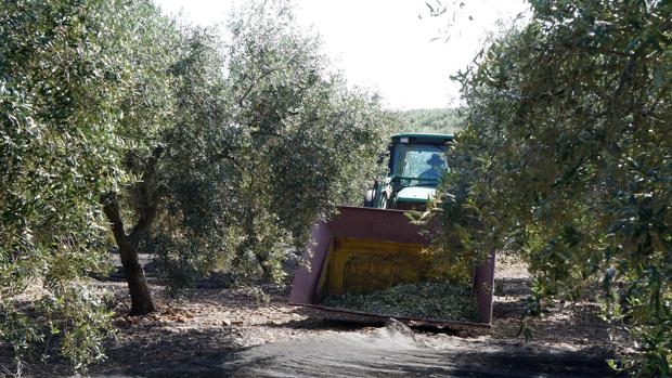 La falta de mano de obra deja parte de la cosecha de aceituna sin recolectar