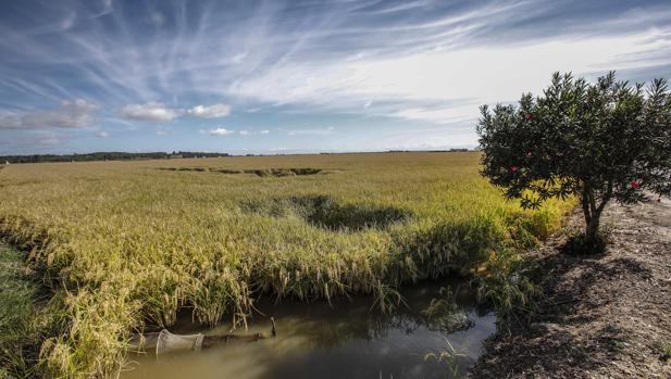 El precio del arroz cáscara se recupera tras la cláusula de salvaguardia