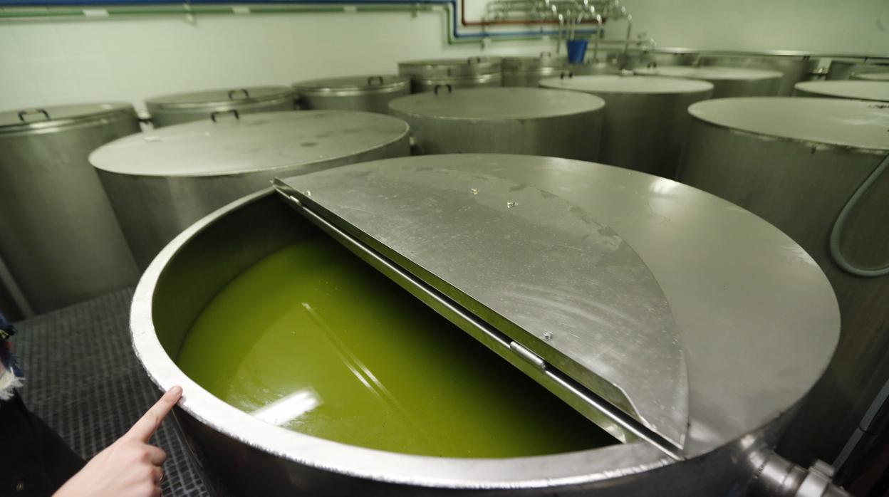 Aceite de oliva virgen extra en la bodega de la almazara de la cooperativa Oleoestepa