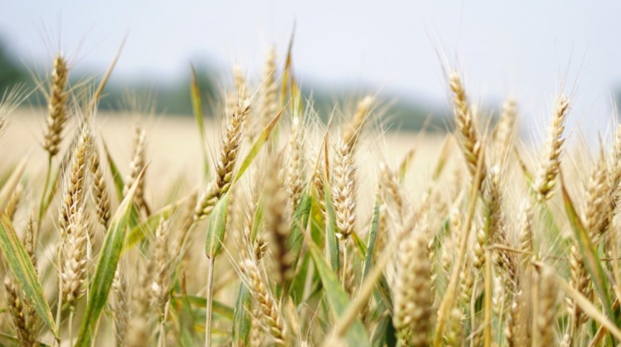 Una cosechadora recolecata trigo