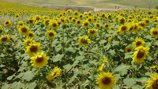 Los cereales y el girasol, sin rebaja fiscal pese a su nula rentabilidad